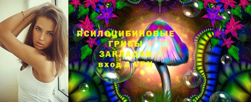 Псилоцибиновые грибы Psilocybine cubensis Багратионовск